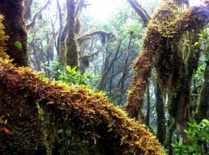 La Gomera y su corazón verde, Gregorios trekking