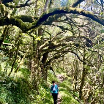 El bosque encantado de La Gomera, laurisilva. Gregorios wanderfamily.