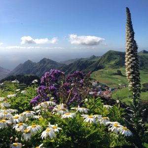 Anaga; la isla que dejó de ser isla. Gregorios trekking.