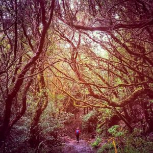 El corazón verde de La Gomera, Gregorios trekking
