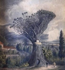 Humboldt el volcán Teide