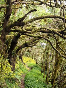 El corazón verde de la Gomera, Gregorios trekking.