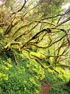 La Gomera el corazón verde, Gregorios trekking